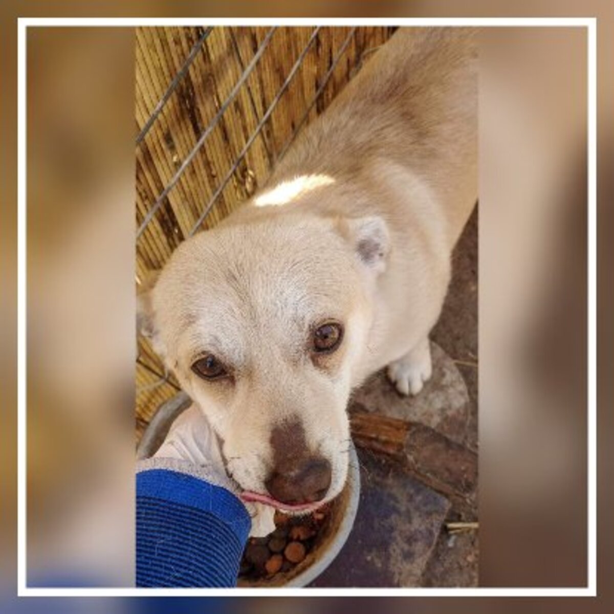Adoption Duke