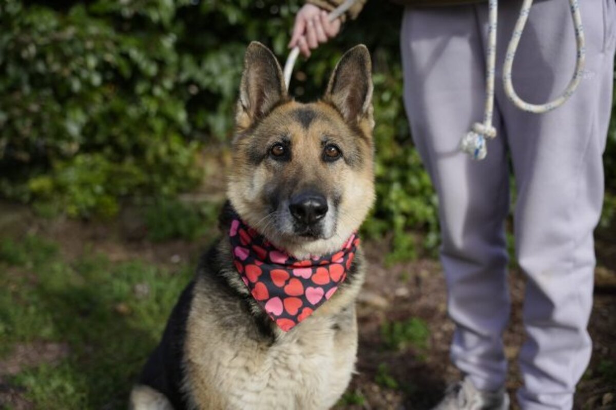Adoption Duna