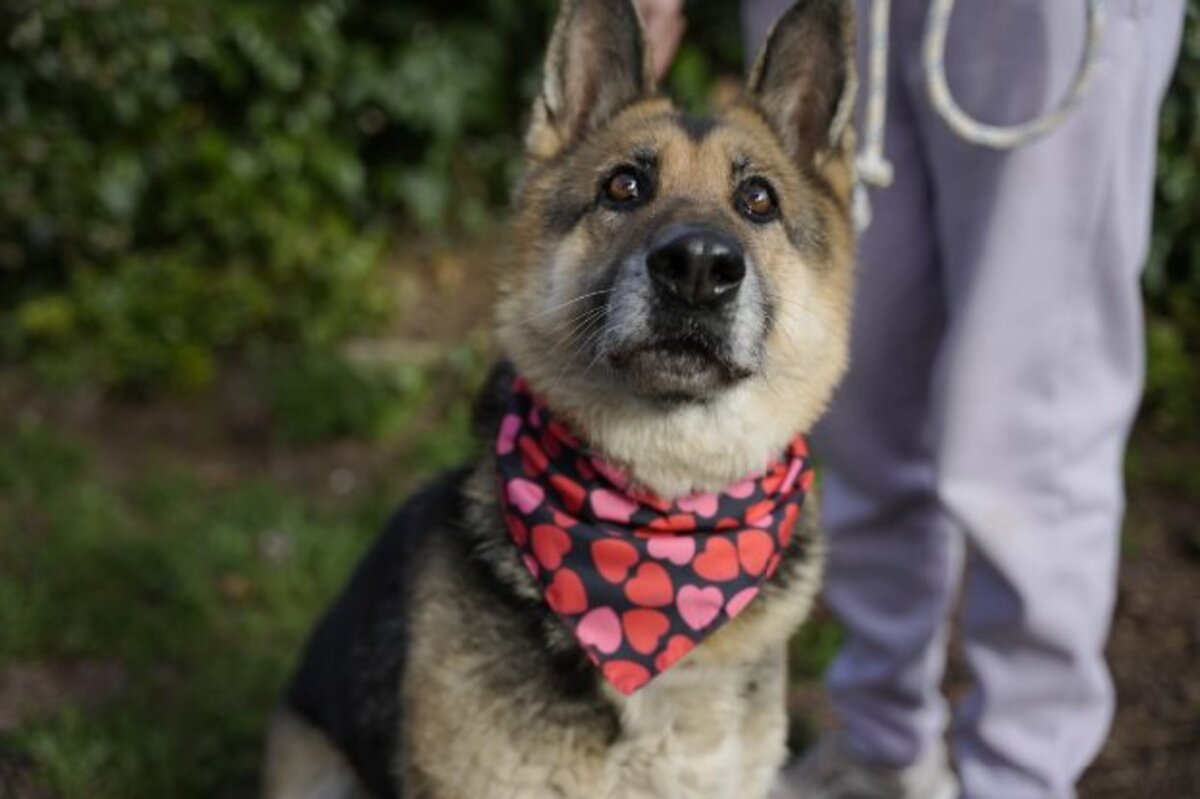 Adoption Duna