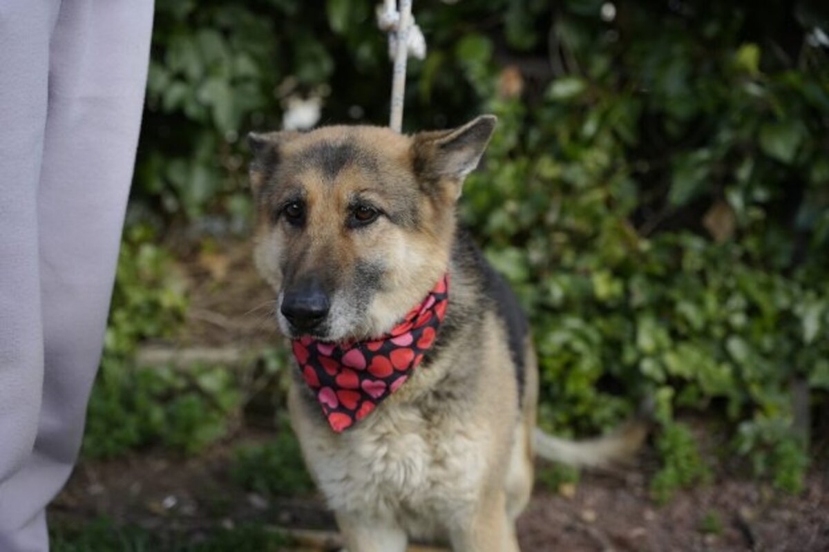Adoption Duna