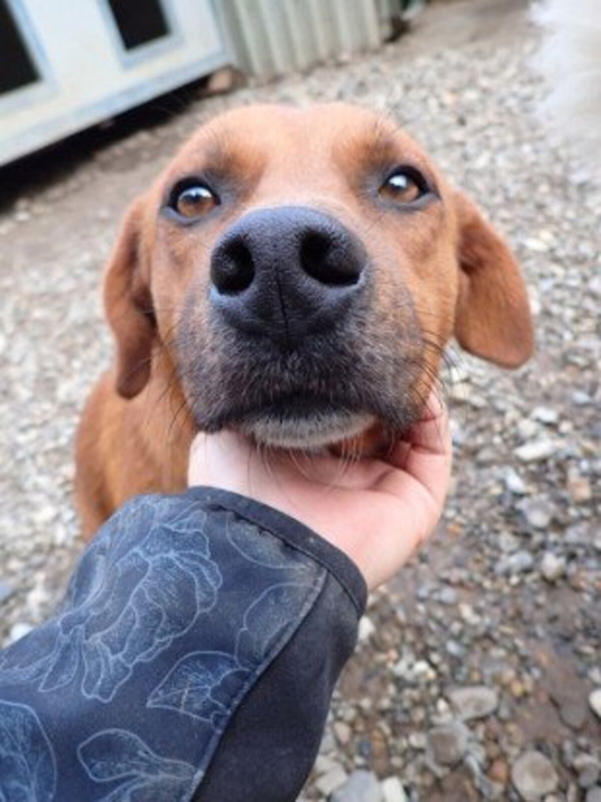 Adoption Duphy