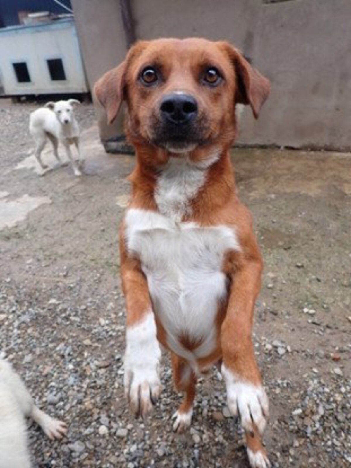 Adoption Duphy