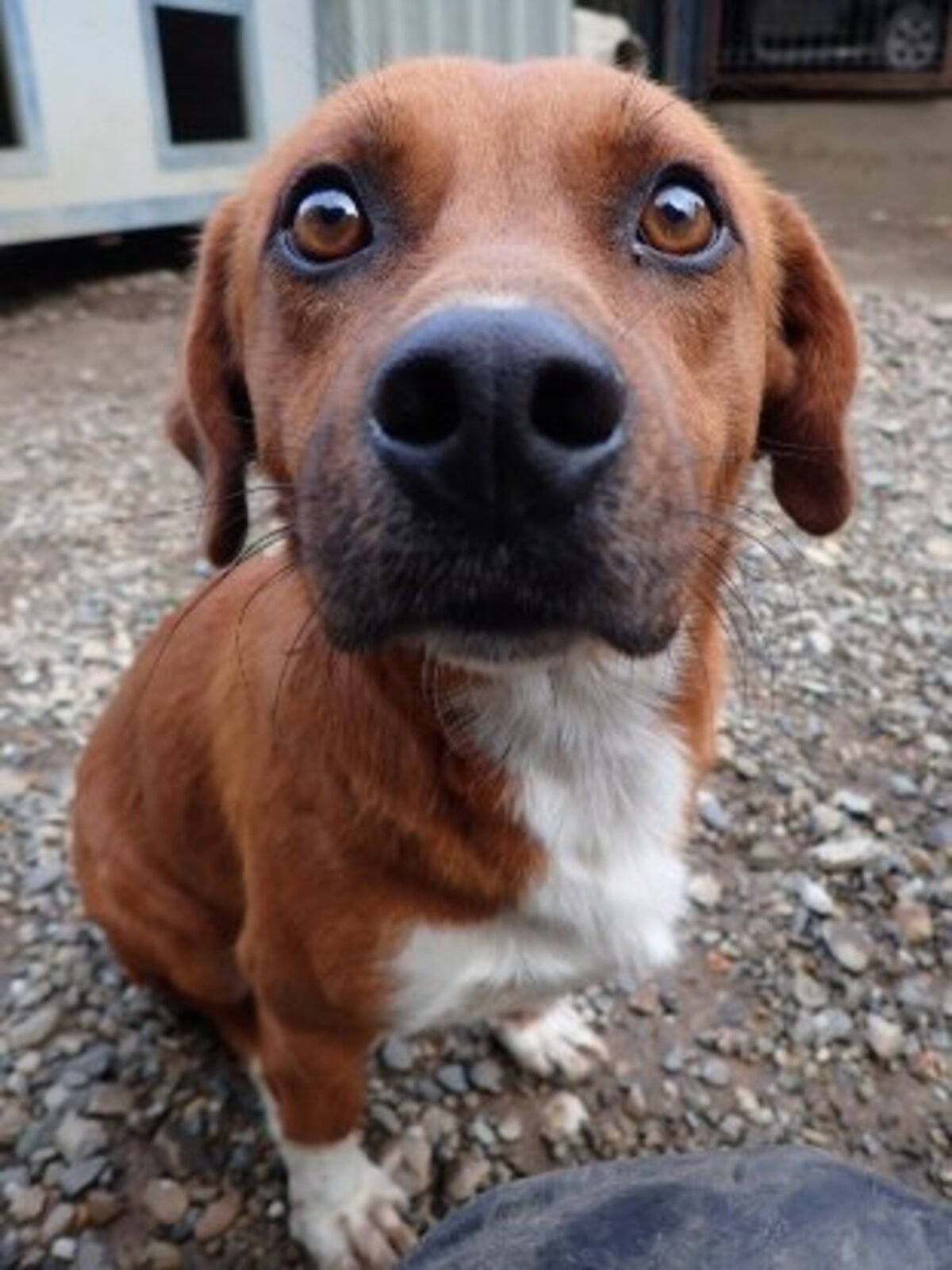 Adoption Duphy