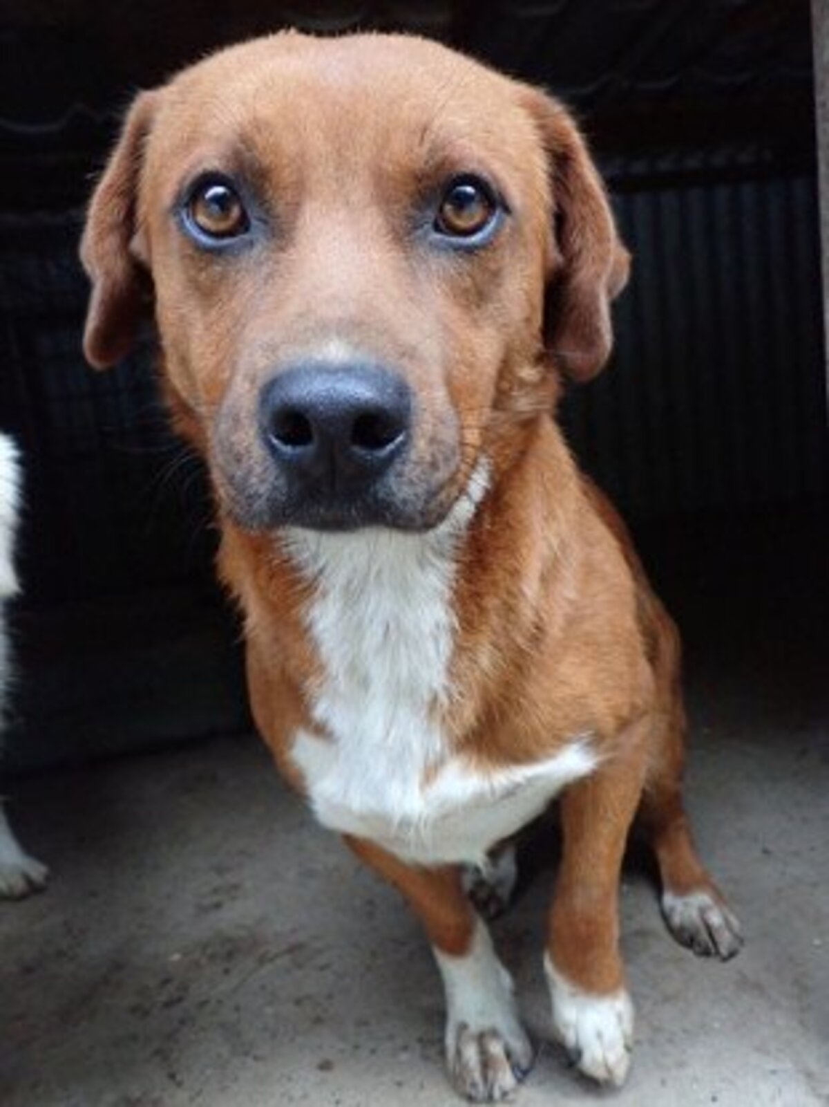Adoption Duphy