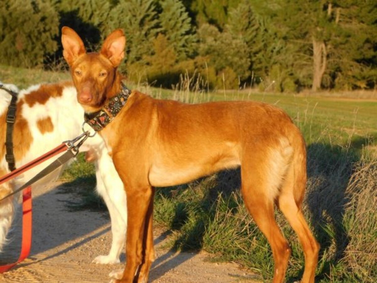 Adoption Duvet