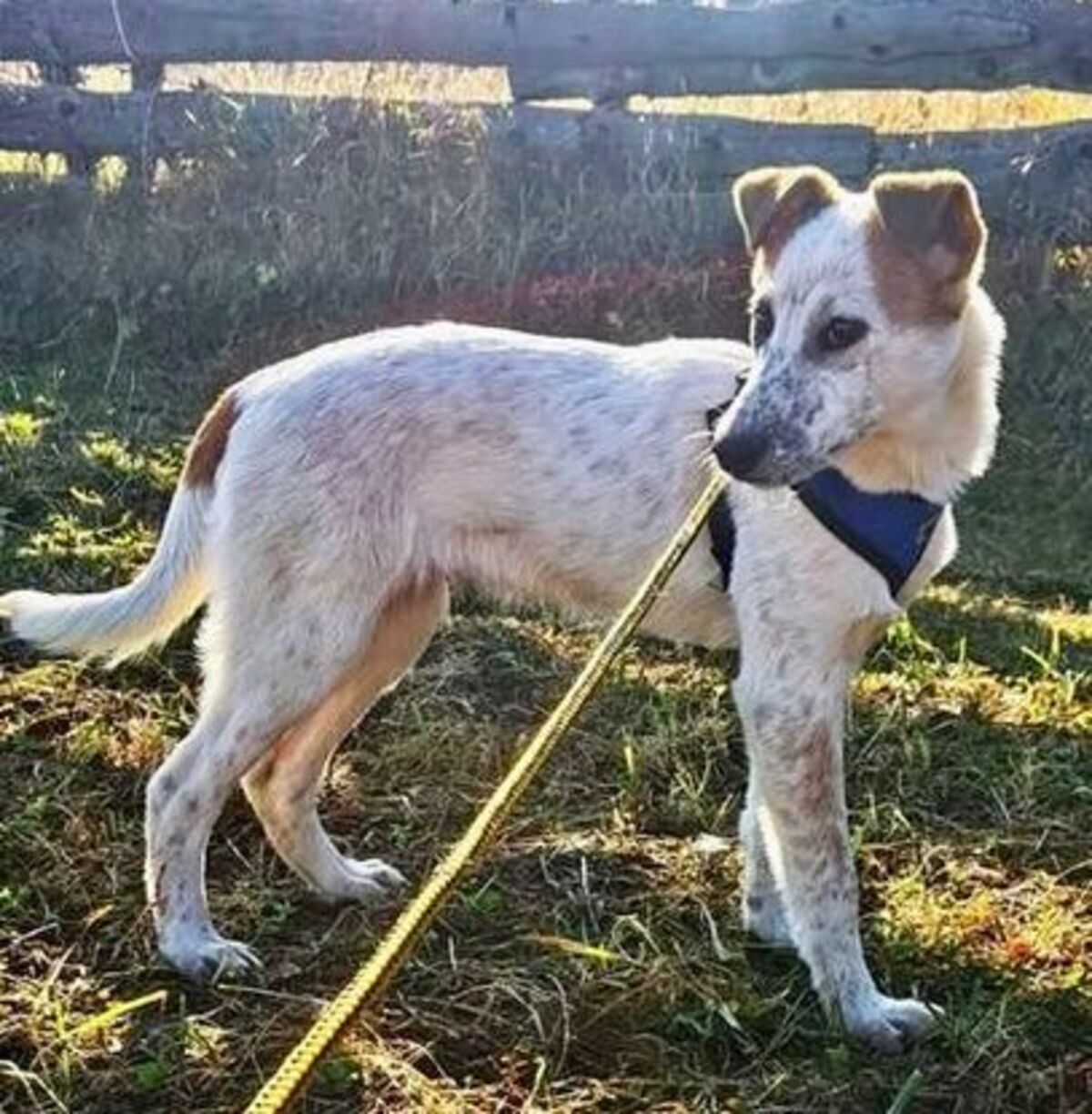 Adoption Dylan