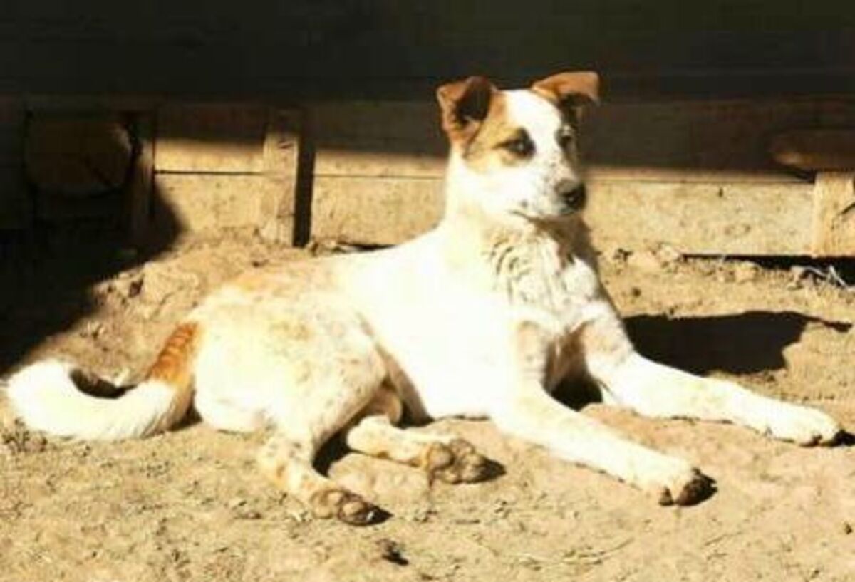 Adoption Dylan