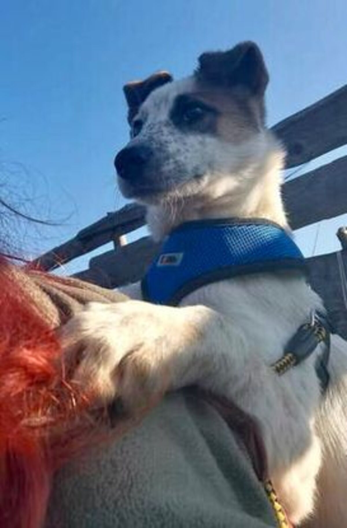 Adoption Dylan