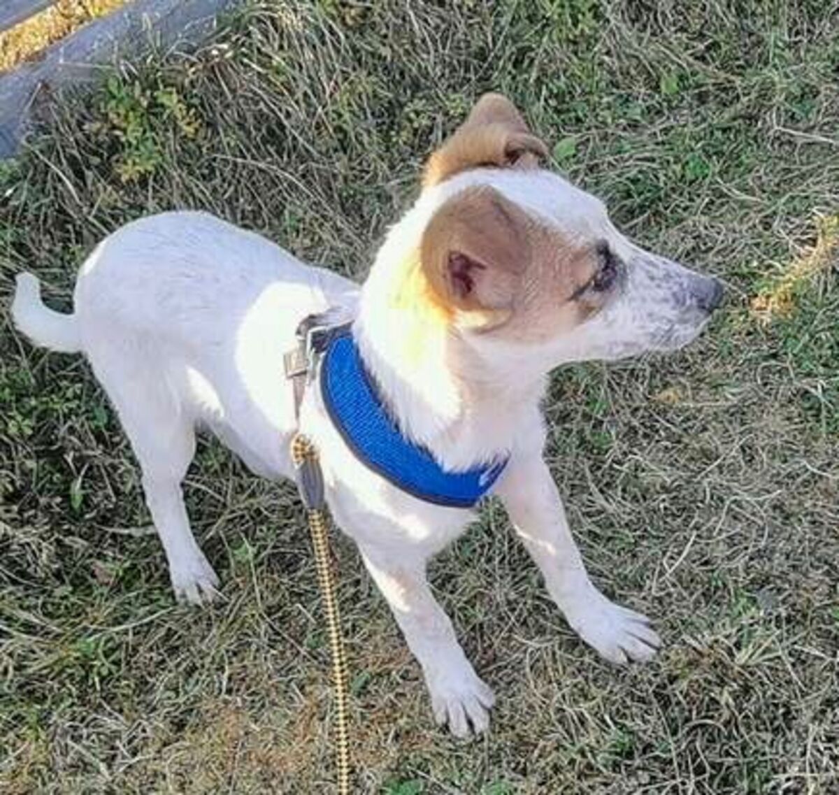 Adoption Dylan