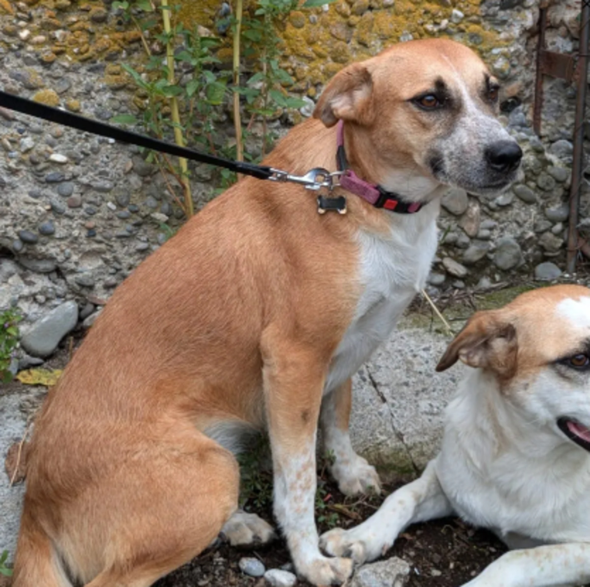 Adoption Dyna