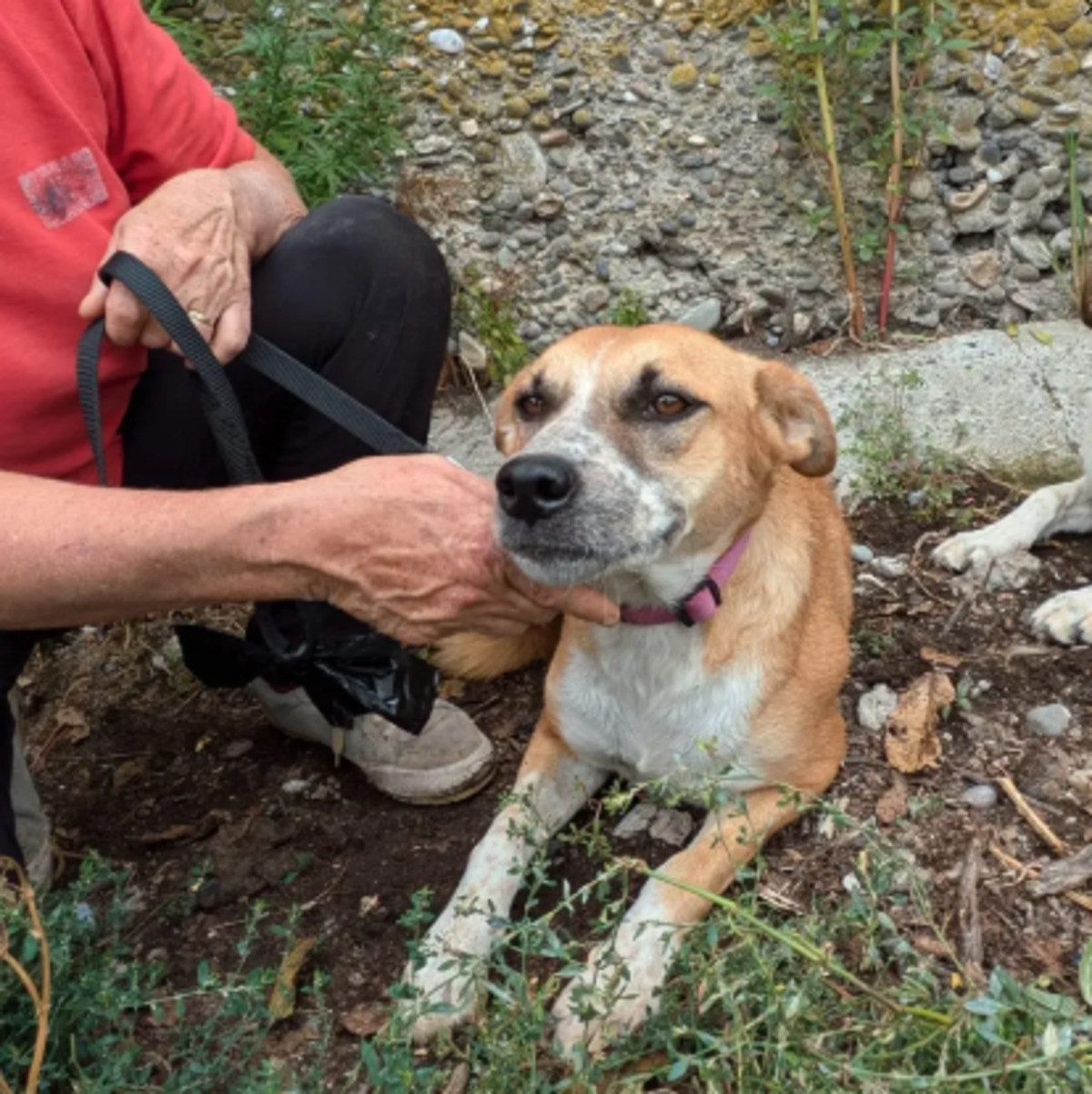 Adoption Dyna