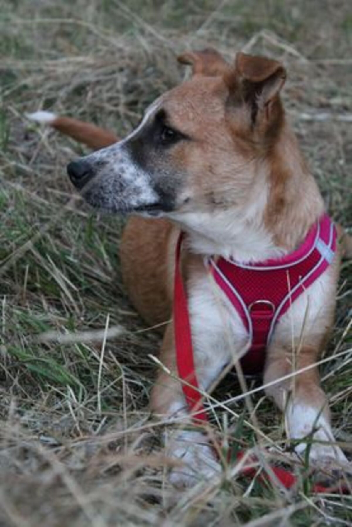 Adoption Dyna
