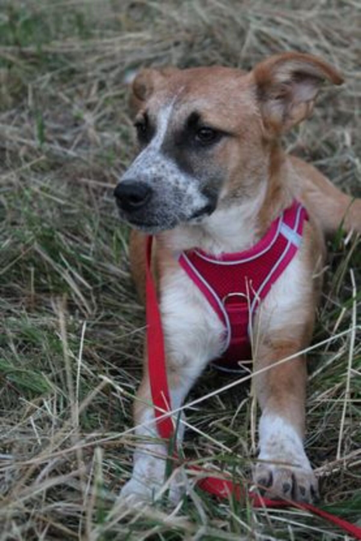 Adoption Dyna