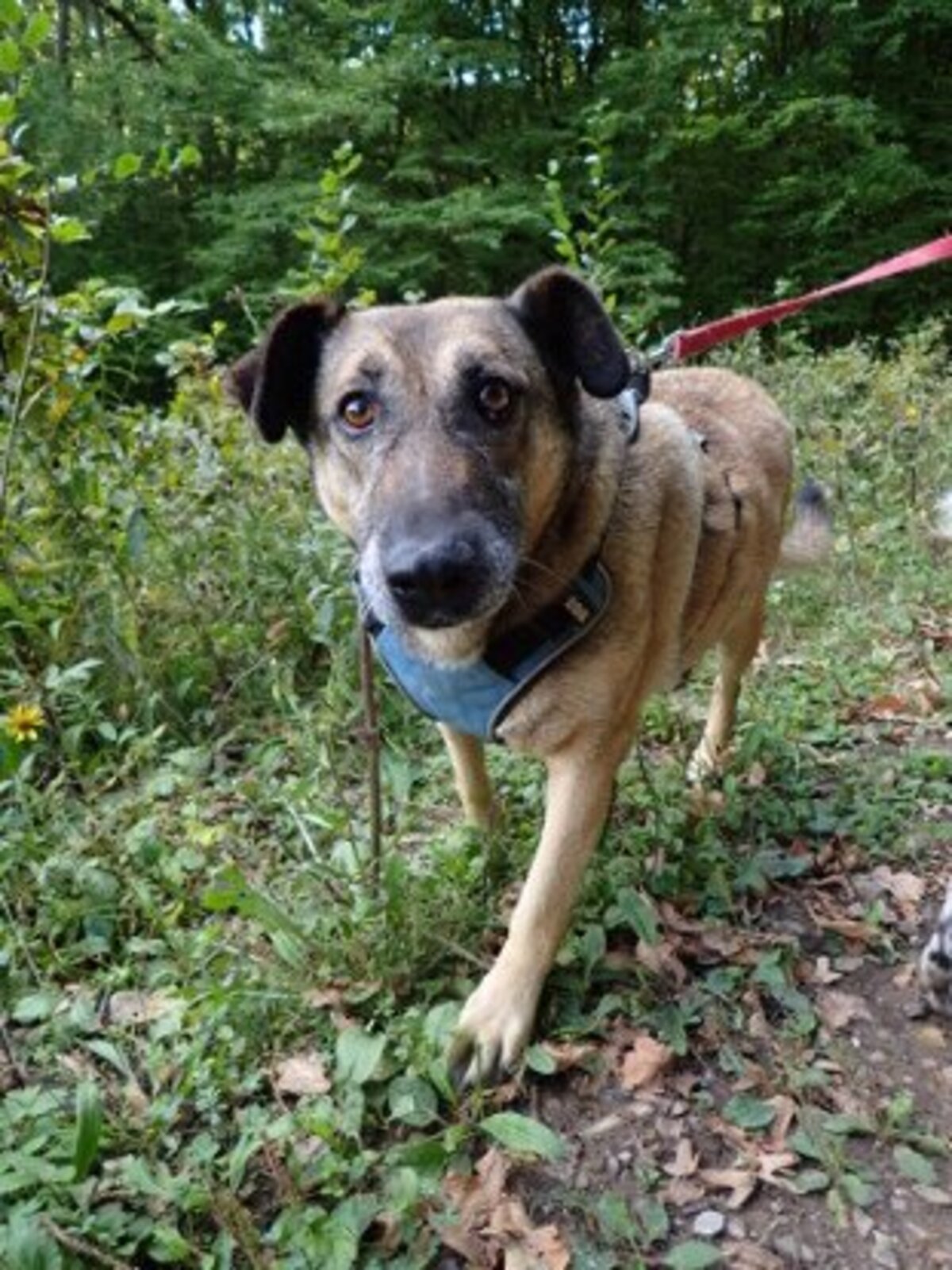 Adoption Earley