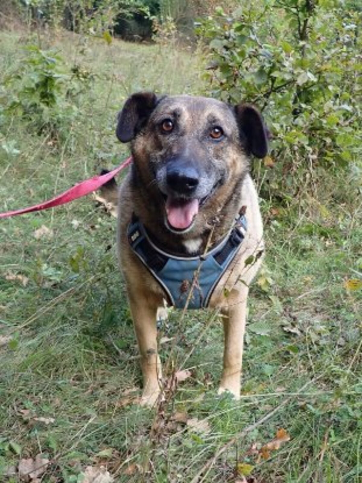 Adoption Earley