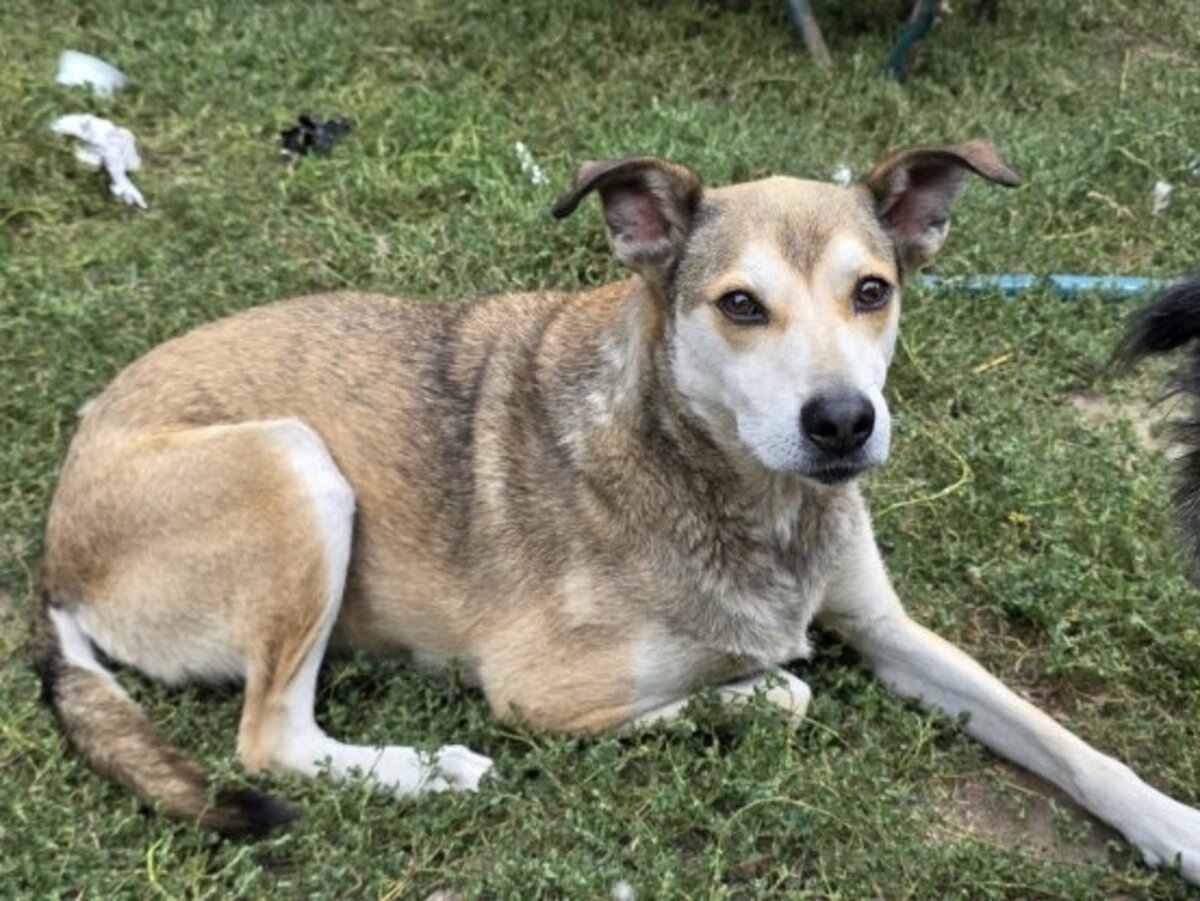Adoption Ecko