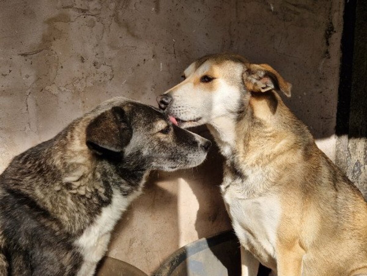 Adoption Ecko