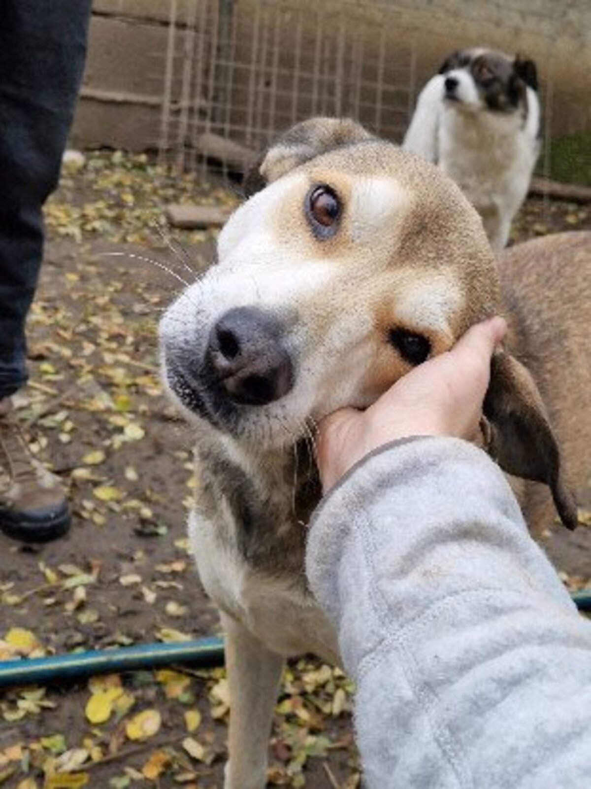 Adoption Ecko