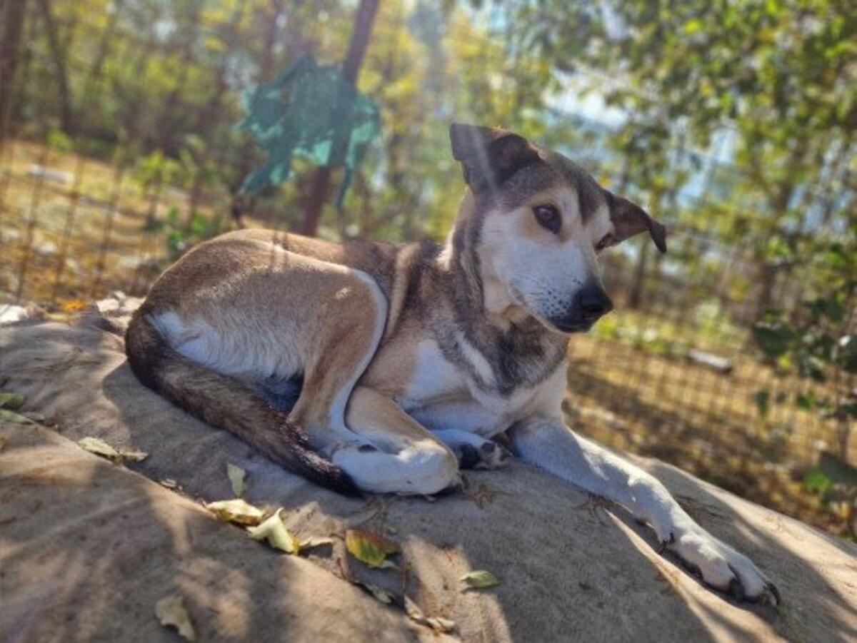 Adoption Ecko