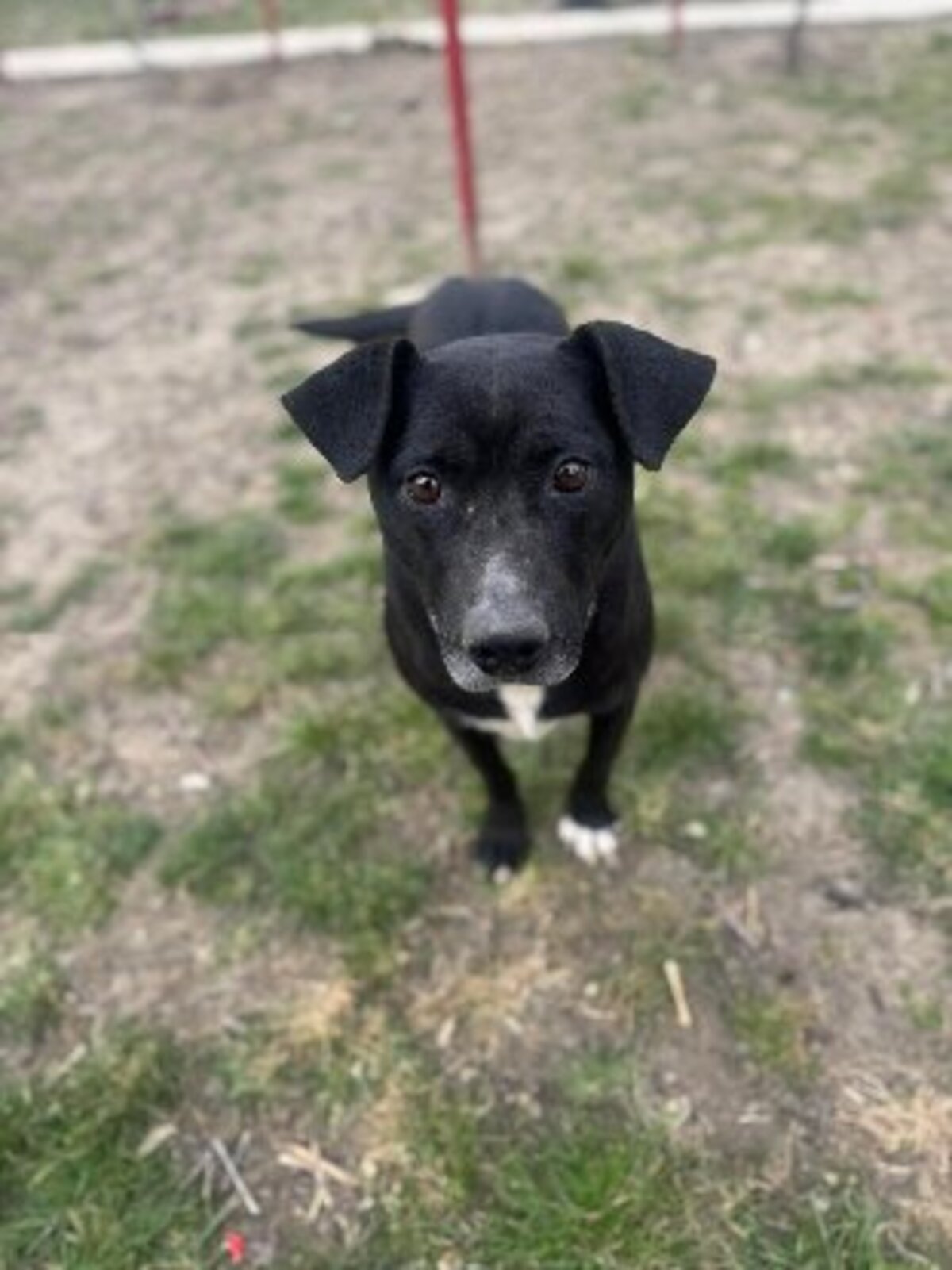 Adoption Eclips