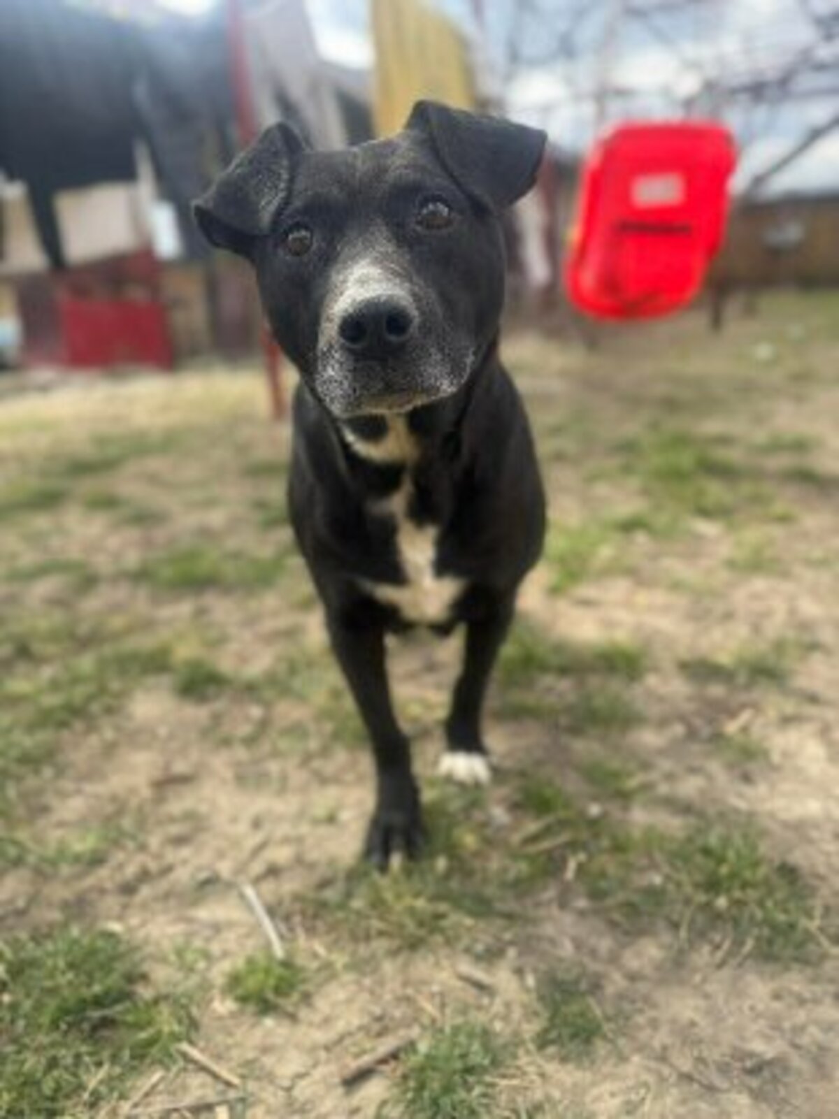 Adoption Eclips
