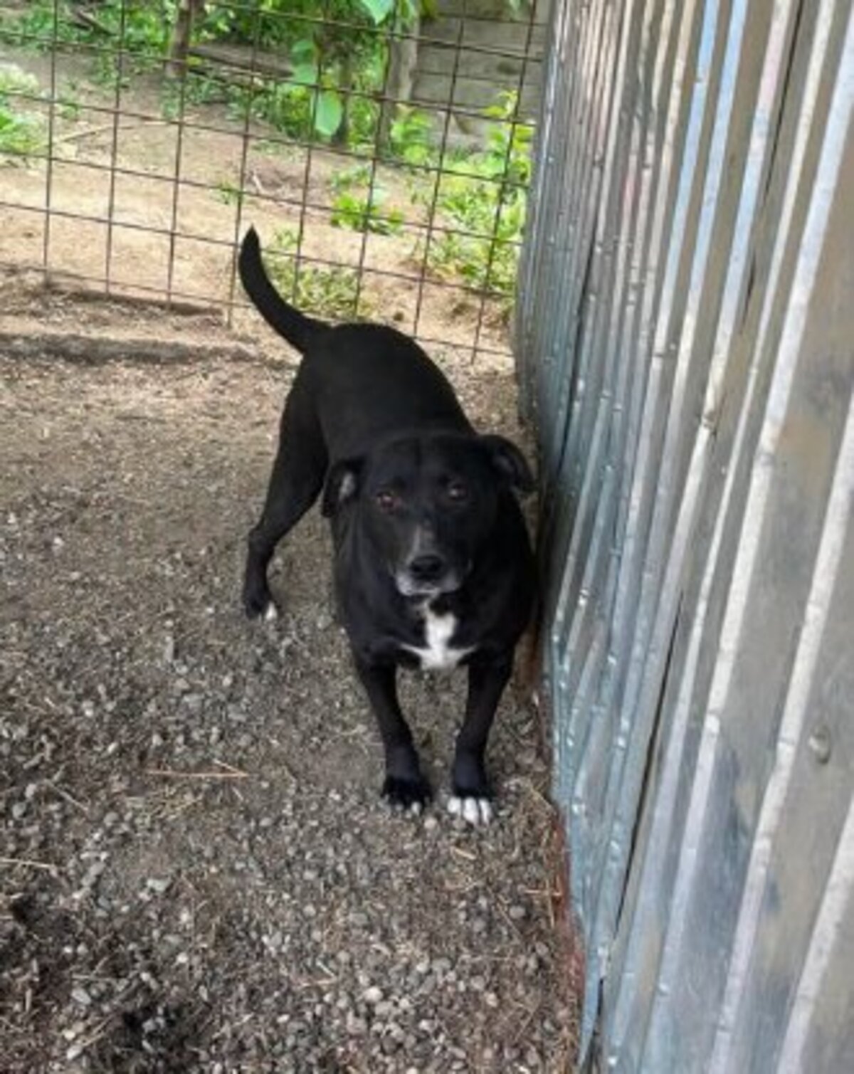Adoption Eclips
