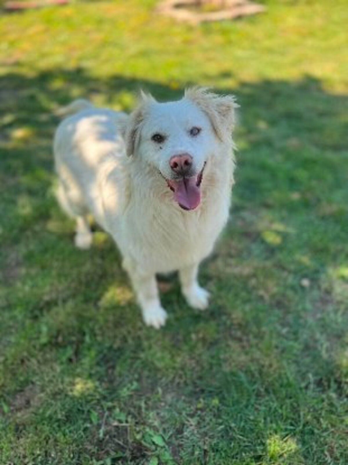 Adoption Eira