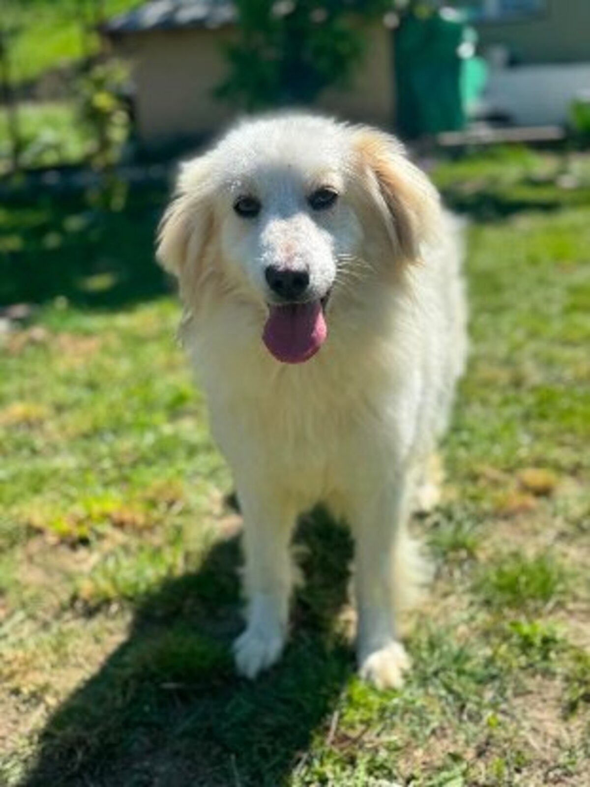Adoption Eléa