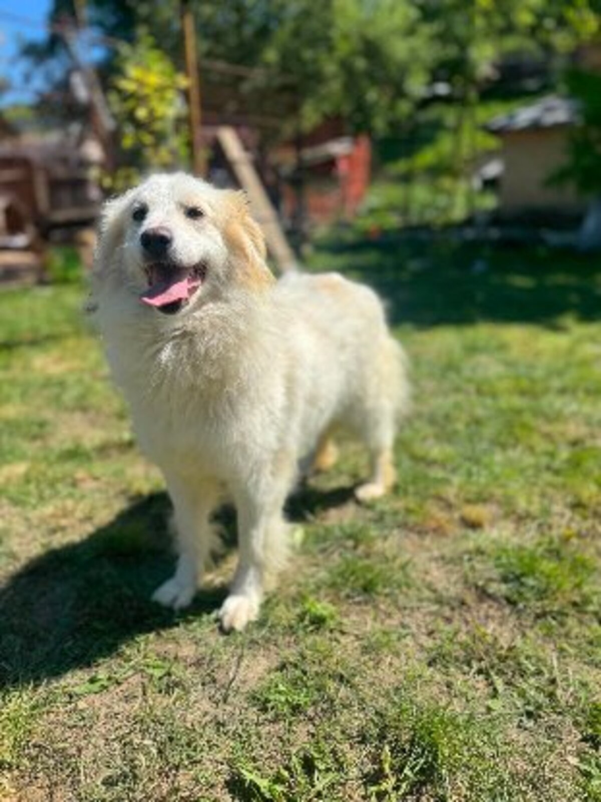 Adoption Eléa