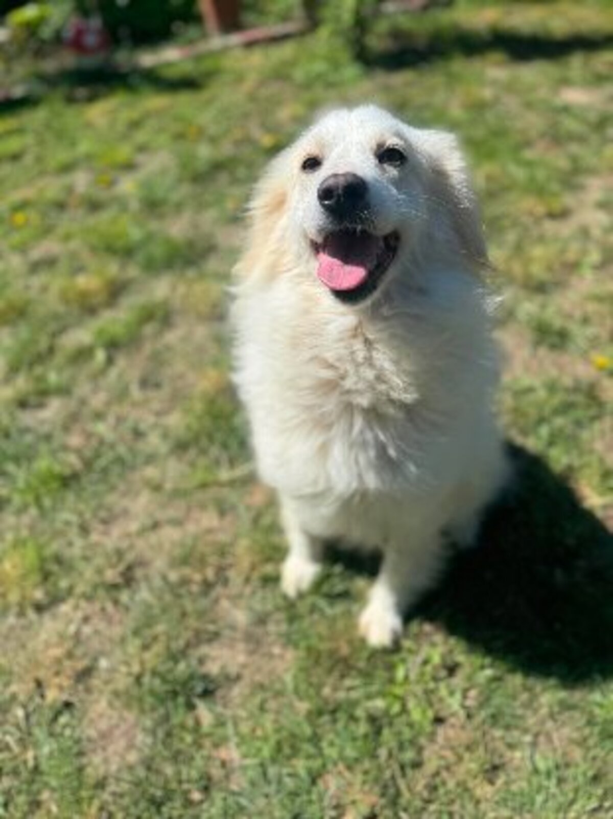 Adoption Eléa