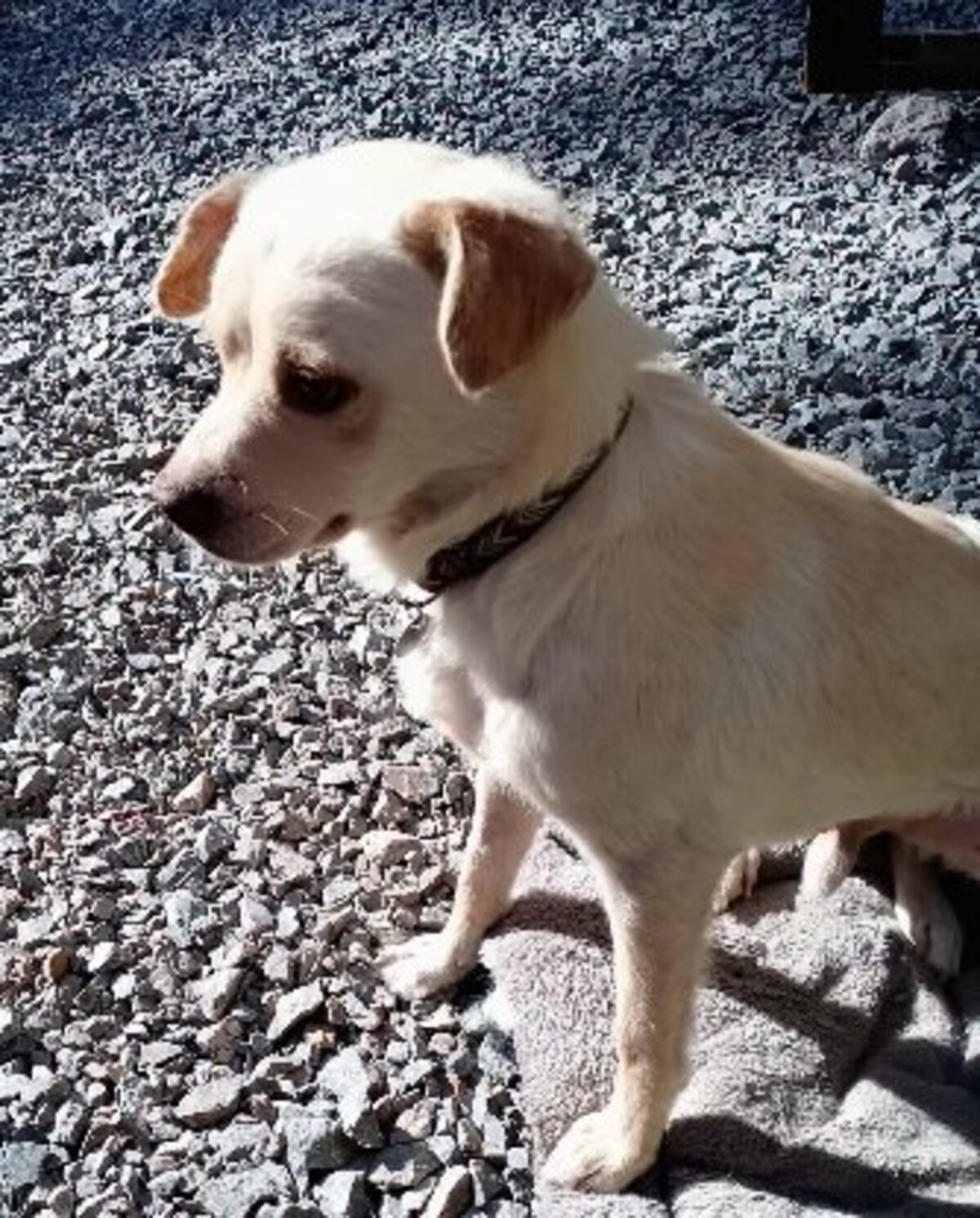 Adoption Elio