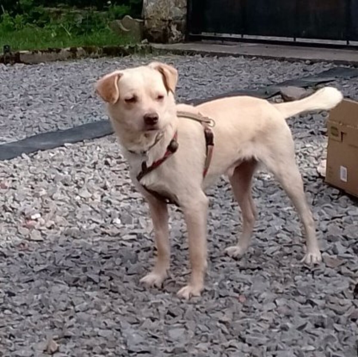 Adoption Elio
