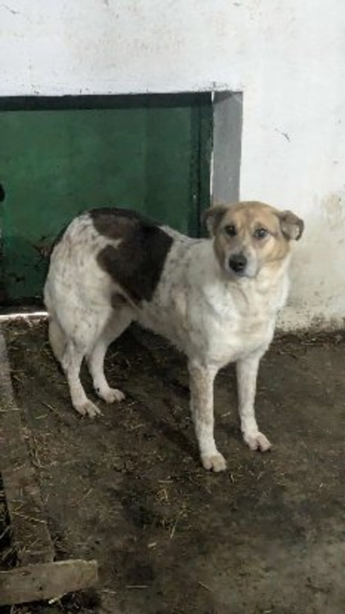 Adoption Ella