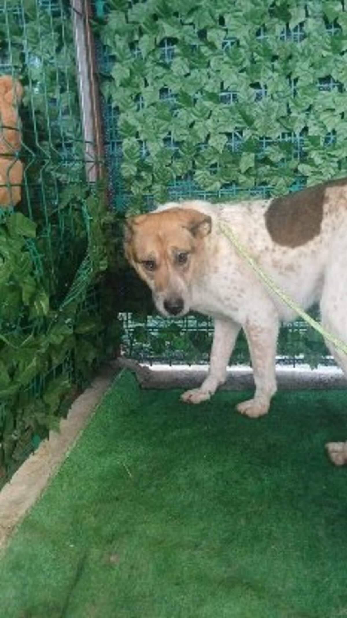 Adoption Ella
