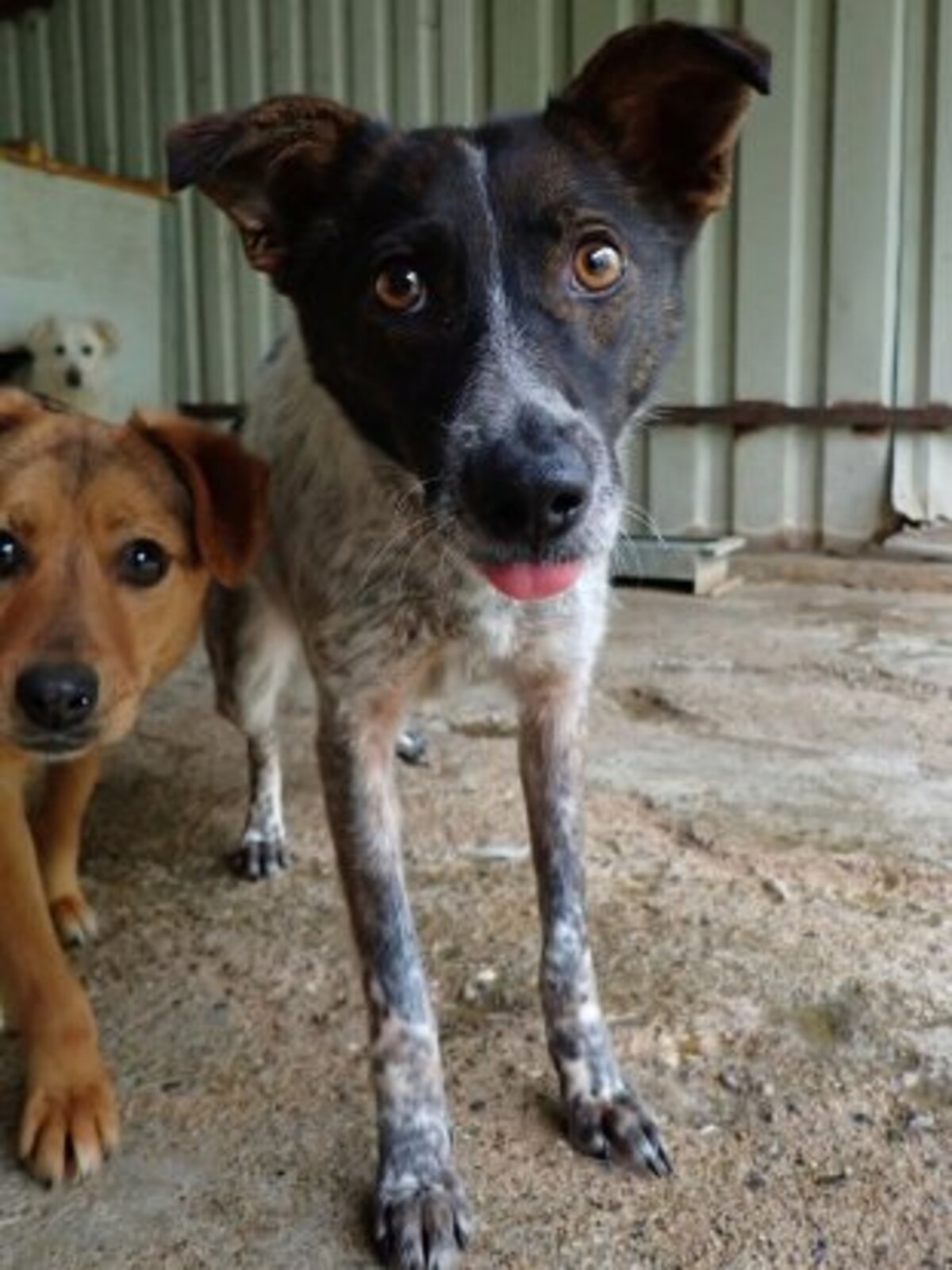 Adoption Ellie