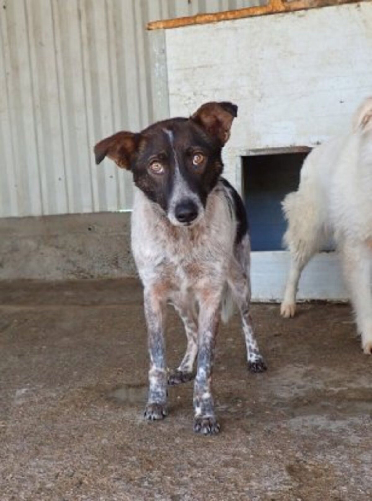 Adoption Ellie