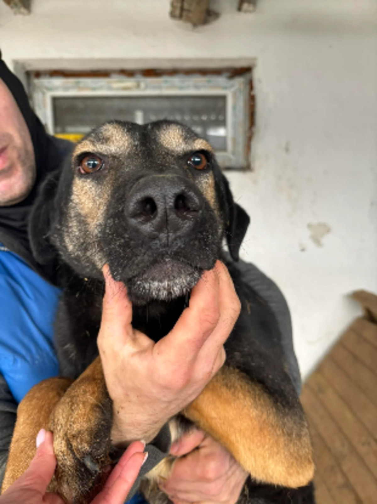 Adoption Elliot
