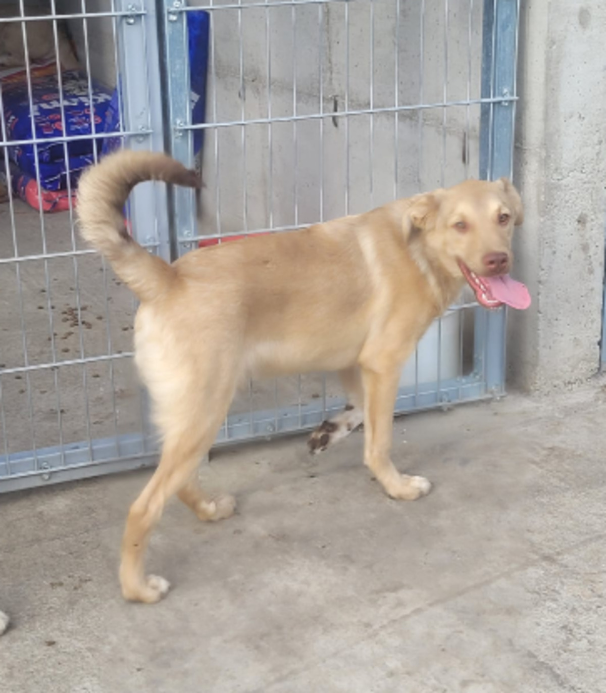 Adoption Elmo