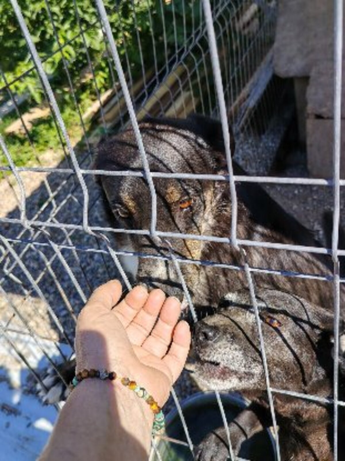 Adoption Eloan