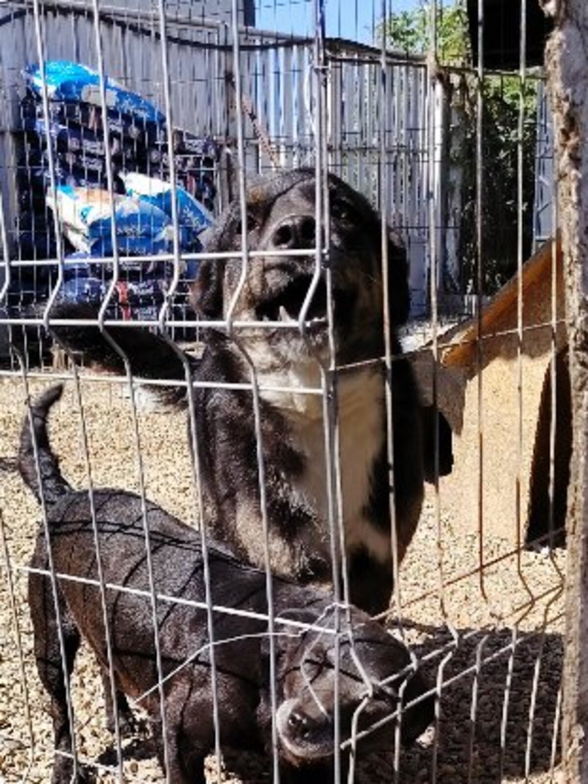 Adoption Eloan