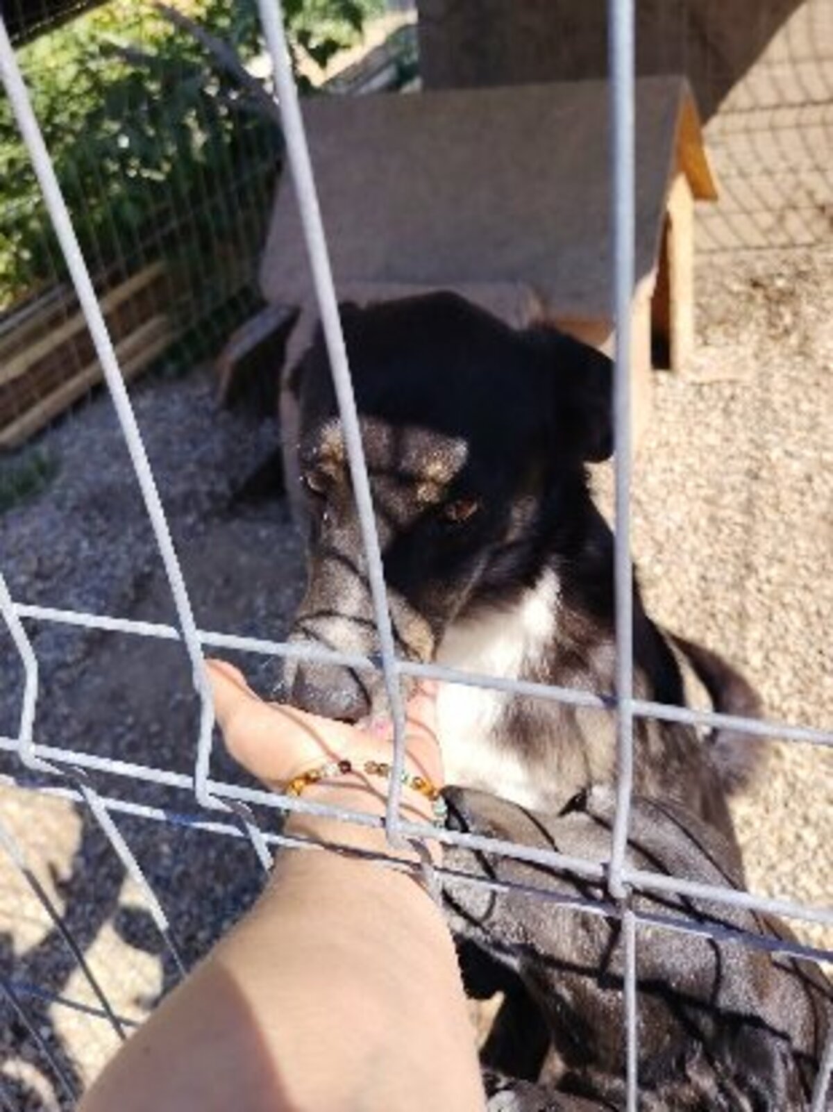 Adoption Eloan