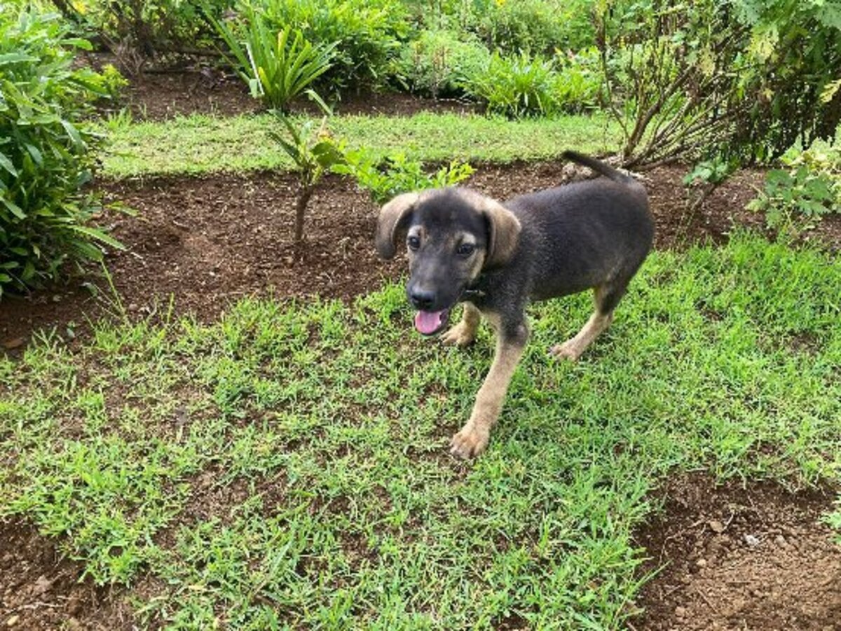 Adoption Elpis