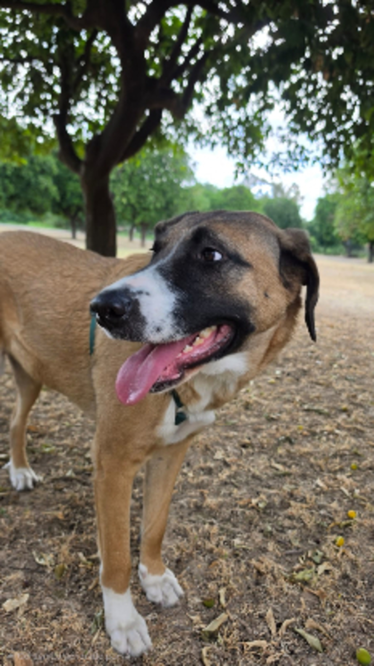Adoption Elsa