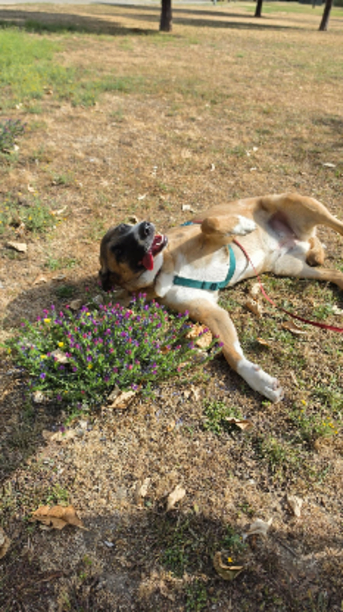 Adoption Elsa
