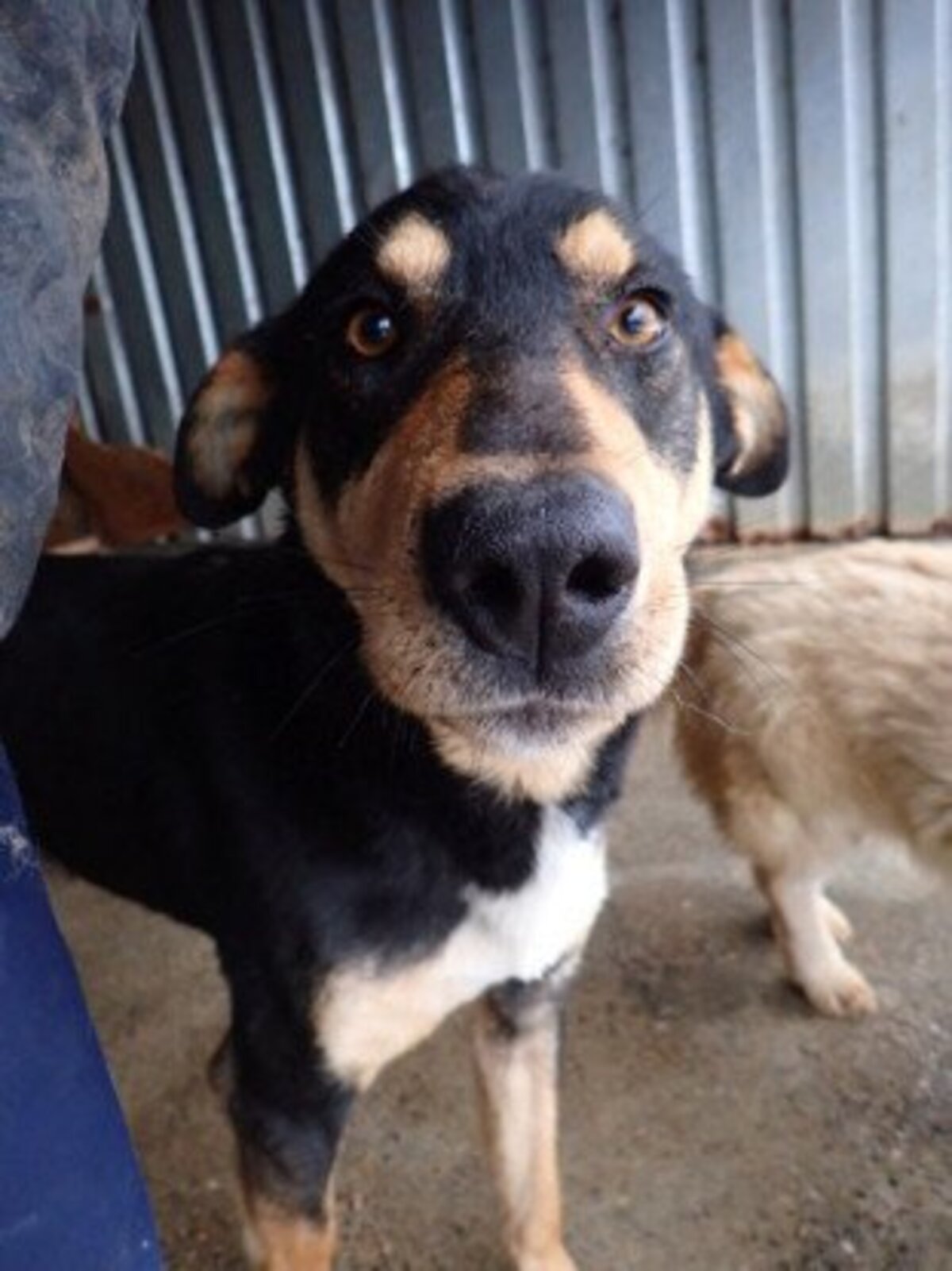 Adoption Elton