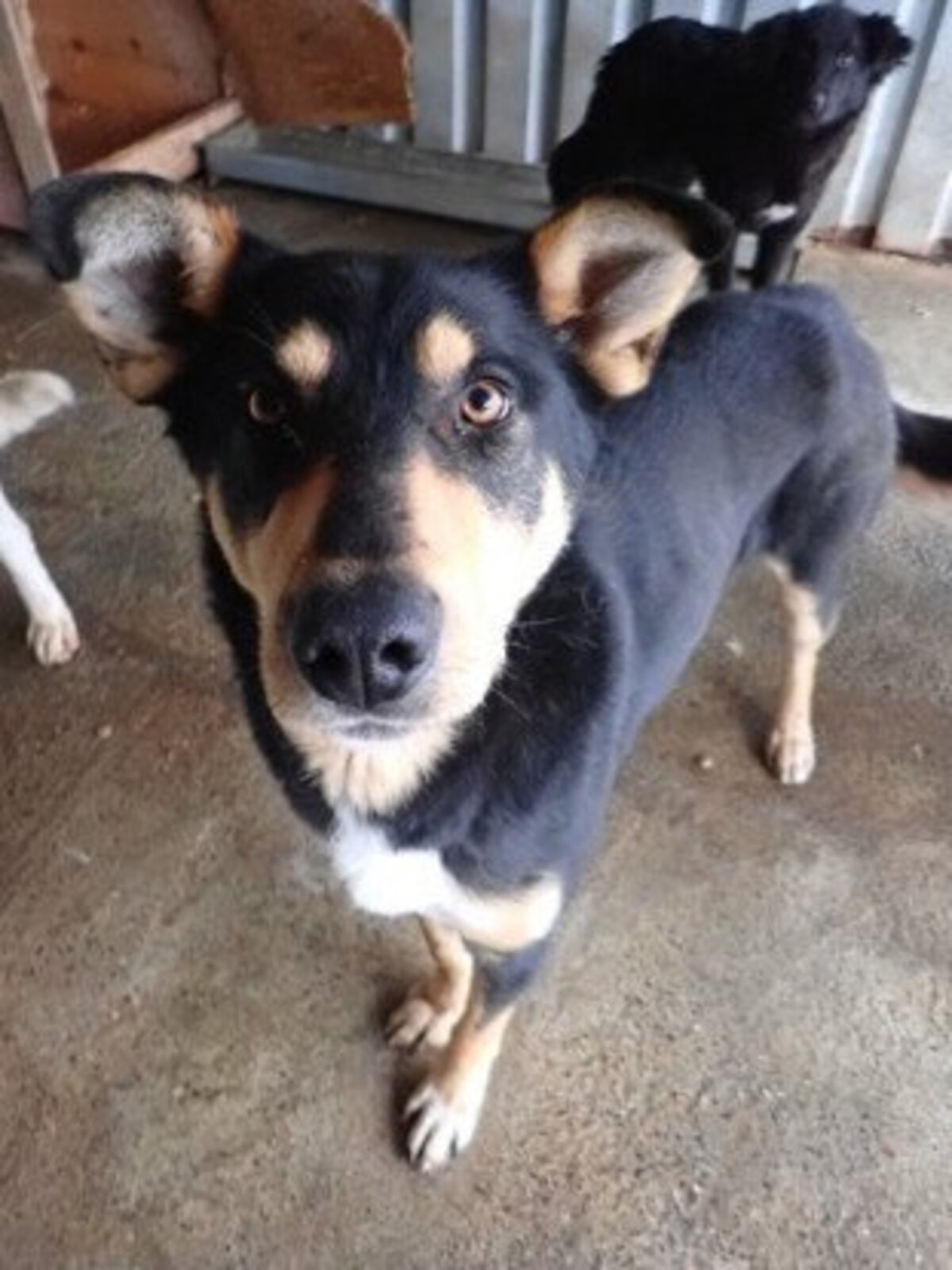 Adoption Elton
