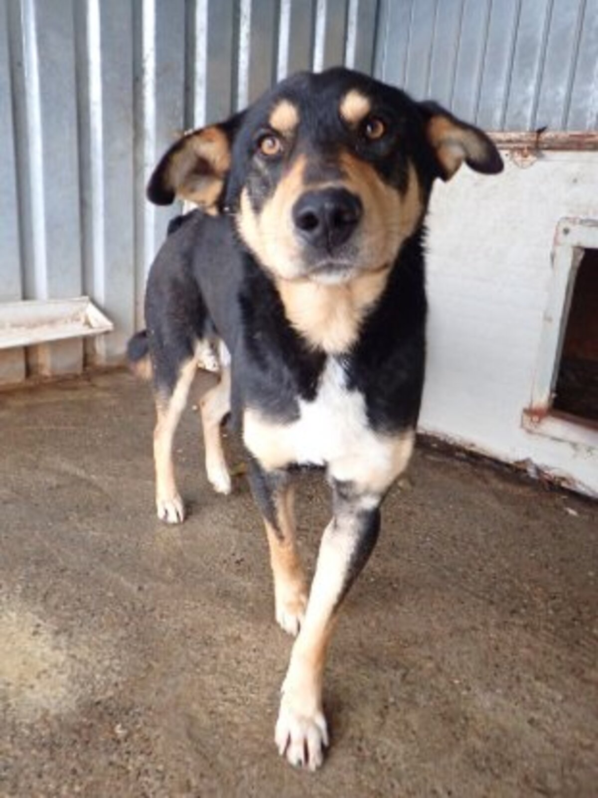 Adoption Elton