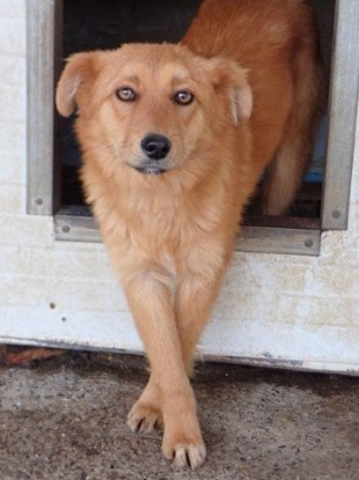 Adoption Elvane