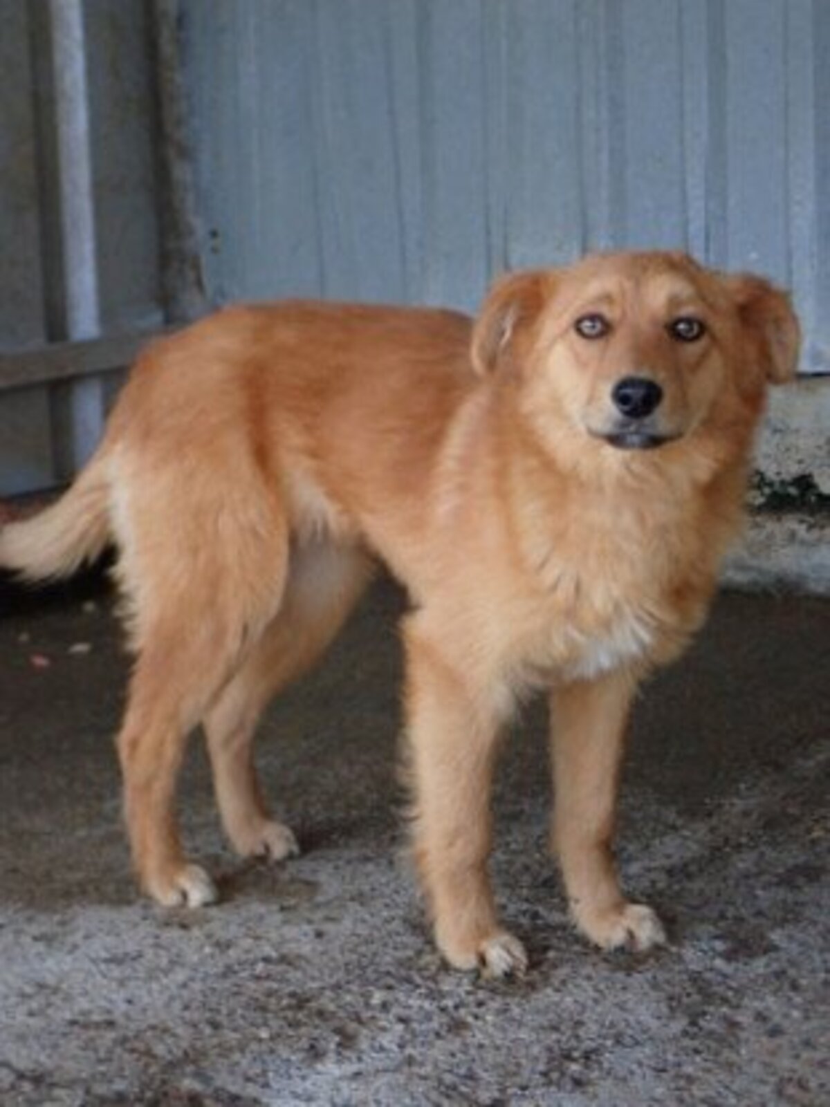 Adoption Elvane