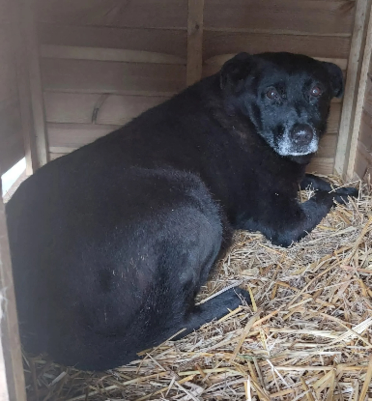 Adoption Emile